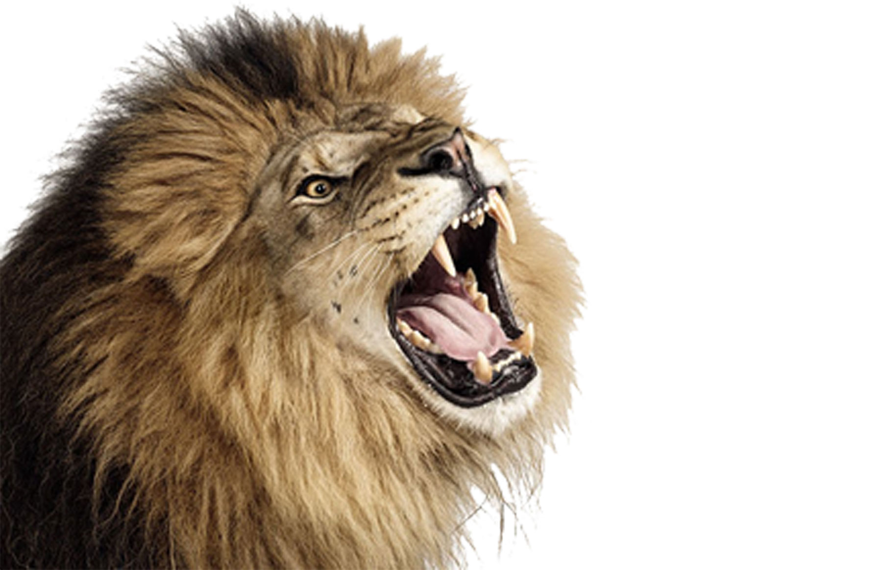 lions-roar1.jpg