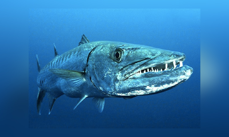 great-barracuda-fish.jpg