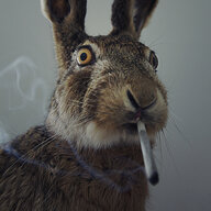 حفيد ابن الوليد