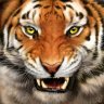 Tiger claw