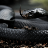 Mamba