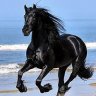 Black Horse