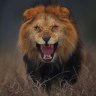 Ahmed0880