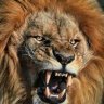 Lion84