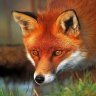 Wild Fox