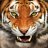 Tiger claw
