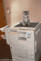 cat copy GIF cat copy GIF