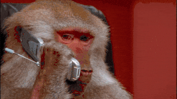 Phone Monkey GIF Phone Monkey GIF