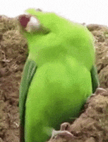 party GIF party GIF